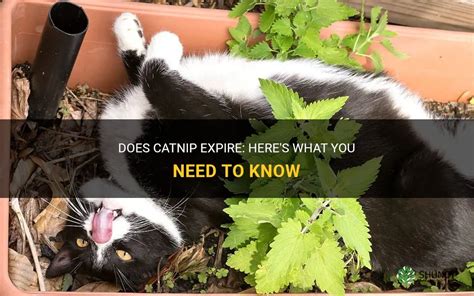 does catnip expire